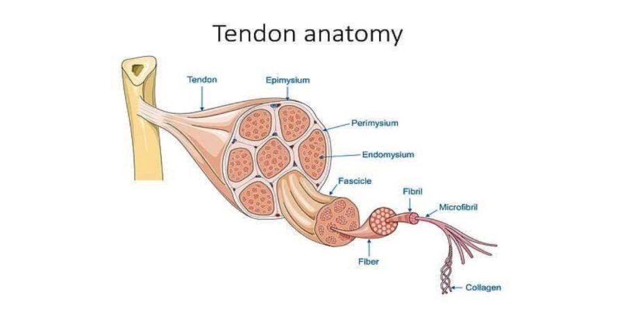 Tendon Anatomy