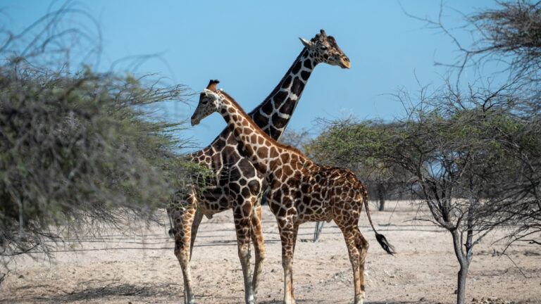 Challenge Sir Bani Yas island location