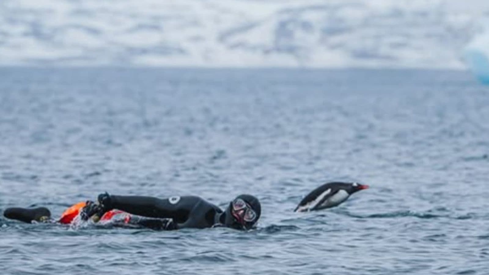 open water triathlete practicing consistent stroke count during endurance swim training